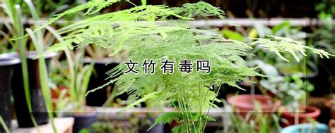 文竹有毒吗|文竹是否有毒